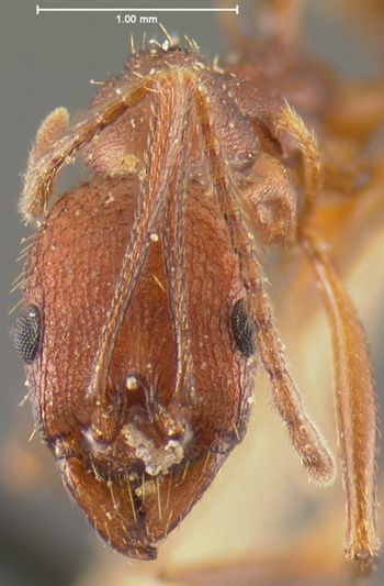 Media type: image; Entomology 20603   Aspect: head frontal view
